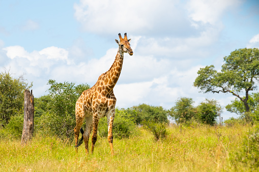 Scientists Discover Why Giraffes Had Long Necks